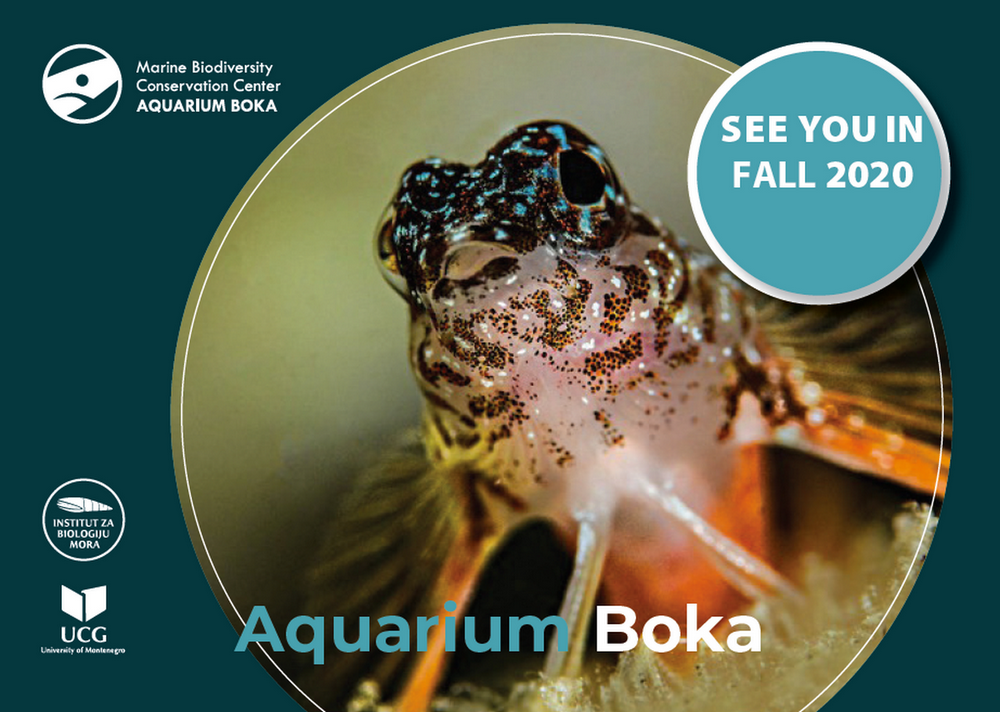 Aquarium Boka opening in fall 2020