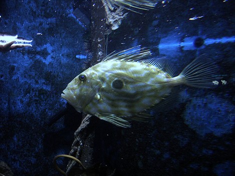 Kako riba kovač štiti jadranske ribe