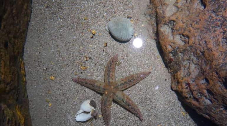 Bodljikava morska zvijezda