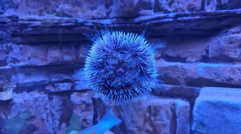 Ljubičasti morski jež