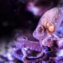 Aquarium Boka Temporarily Closed