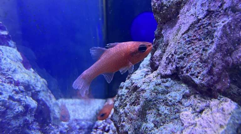 Mediterranean cardinalfish