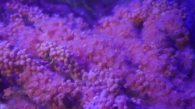 Yellow cluster anemone