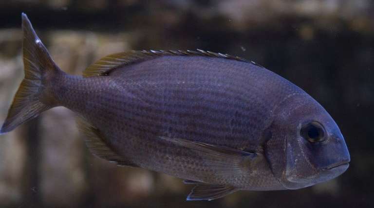 Blue-spotted sea bream
