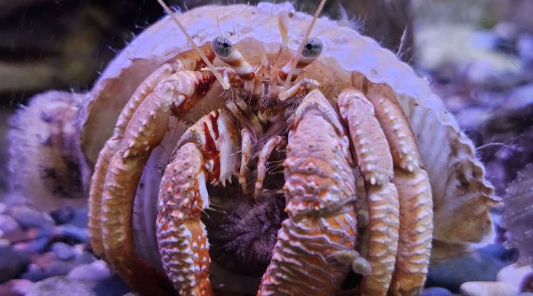 Mediterranean hermit crab (Dardanus arrosor)