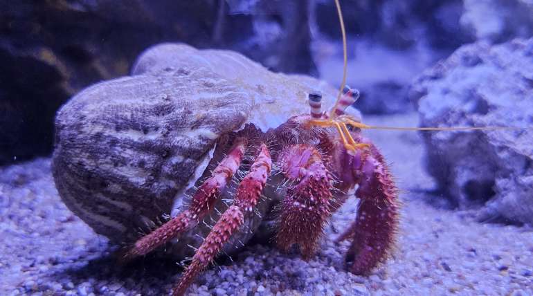 Red hermit crab (Dardanus calidus)