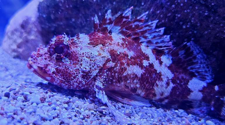 Madeira rockfish (Scorpaena maderensis)