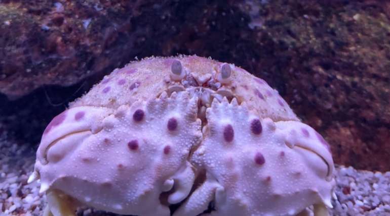 The shame-faced crab
