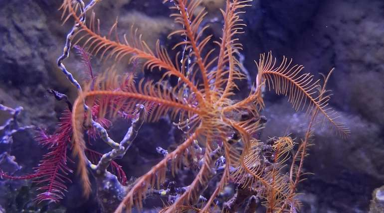 Sea lilies